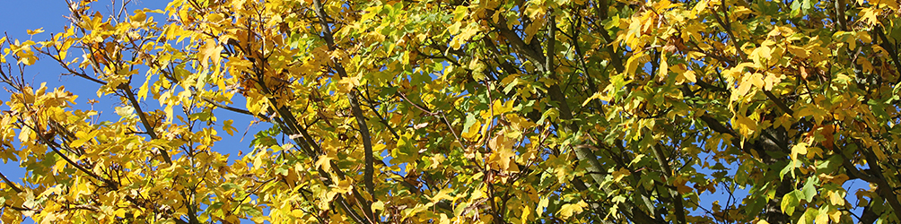 Herzlich Willkommen auf der Seite von Nico Schenk. Südliche Weinstraße Maikammer Baum im Herbst